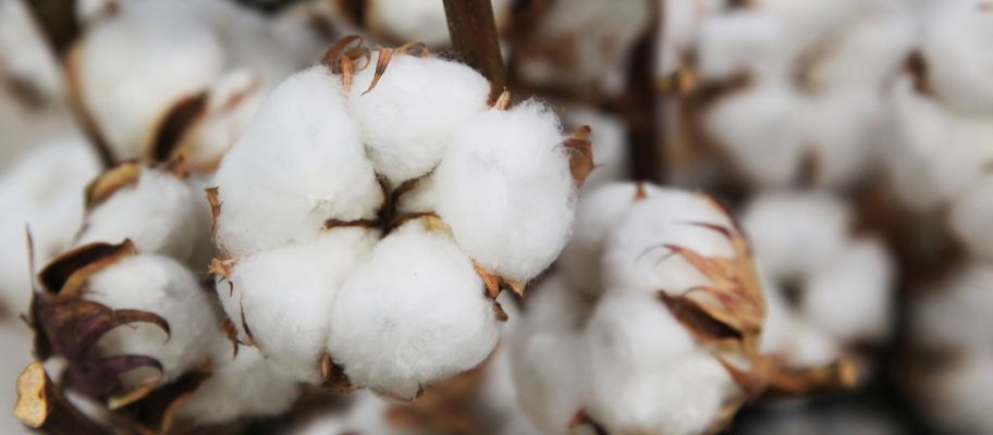 Easy Guide to Cotton - From the Field to Your Door
