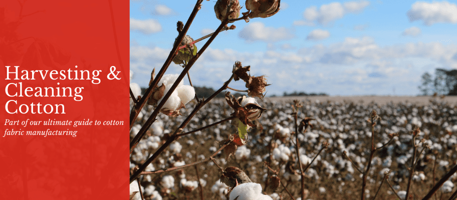 How Cotton Fabric Is Made: Harvesting & Cleaning Cotton